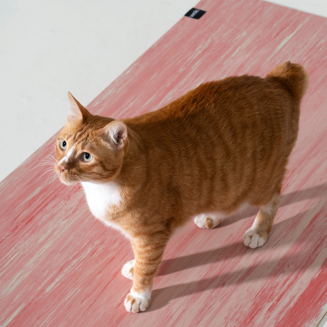 Orange tabby cat standing on a pink yoga mat#color_unakite pink