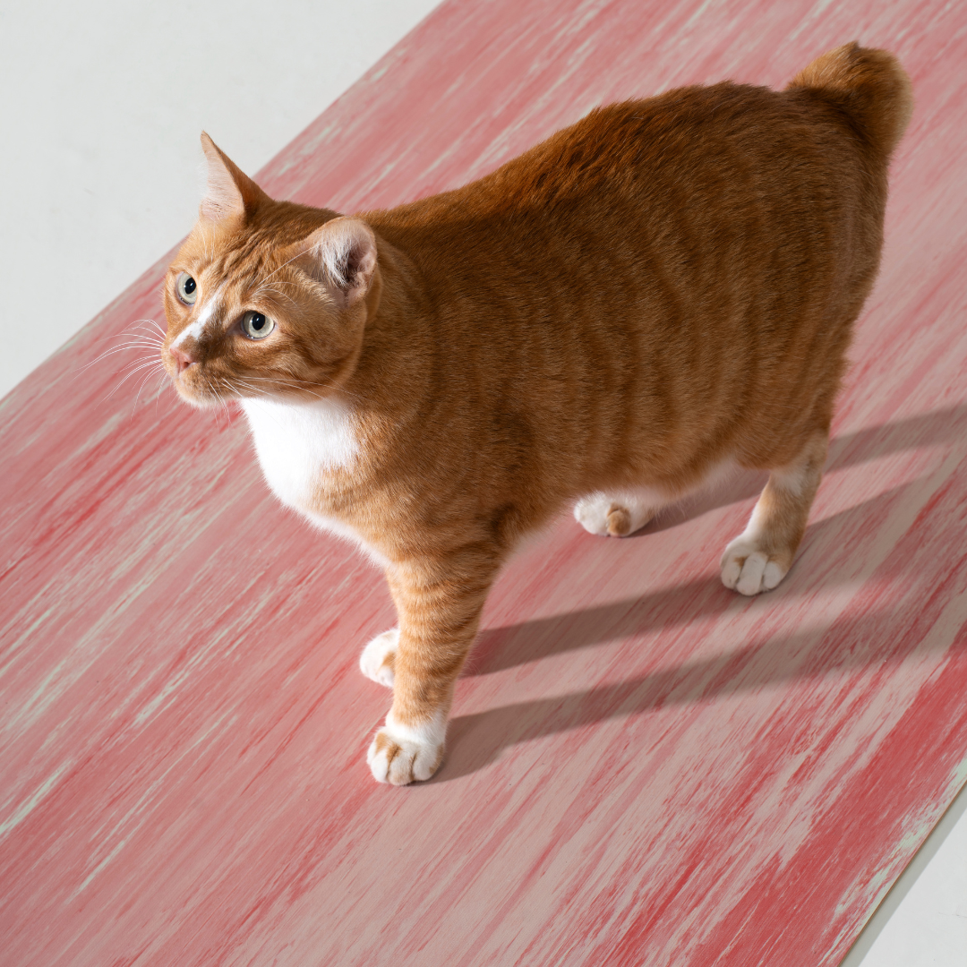 Orange tabby cat standing on a red and white striped surface